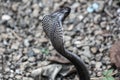 Cobra snake in India Royalty Free Stock Photo