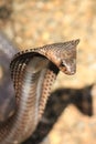 Cobra snake in India Royalty Free Stock Photo