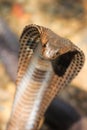 Cobra snake in India Royalty Free Stock Photo