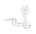 Cobra Snake Sketching Vector Illustration