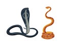 Cobra snake vector Royalty Free Stock Photo
