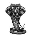 Cobra Snake In Vintage Style. Serpent Or Python Or Poisonous Viper. Engraved Hand Drawn Old Reptile Sketch For Tattoo