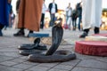 Cobra snakes in the Jamaa el Fna square, the main market place in Marrakesh, Morocco