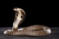 Cobra on table Royalty Free Stock Photo