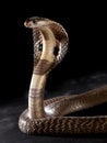 Cobra on table Royalty Free Stock Photo