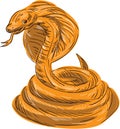 Cobra Viper Snake Coiled Drawing