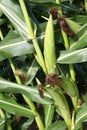 Cobs of corn in a cornfield