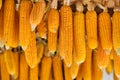 Cobs of corn drying in the open air