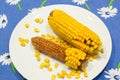 Cobs of corn in a plate