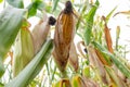 Cobs of corn ripening in the field. Close up. Royalty Free Stock Photo