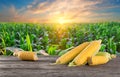 Cobs of corn on wooden table against background of cornfield at sunset Royalty Free Stock Photo