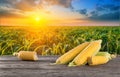 Cobs of corn on wooden table against the background of cornfield at sunset Royalty Free Stock Photo