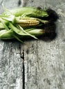 Cobs fresh corn Royalty Free Stock Photo