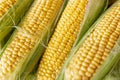 Cobs of fresh golden corn. Vitamins and healthy food. Close-up Royalty Free Stock Photo