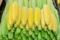 Cobs of fresh sweet corn on the market stall. Organic local raw corn for sale Royalty Free Stock Photo