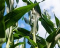 Cobs leaves and blue sky