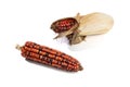 Cobs of red corn isolated on white background Royalty Free Stock Photo