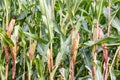 Cobs of ripening corn on the stalk in a field