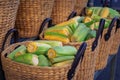 Cobs of sweet corn, corncobs in weaved baskets for sale on farmers market Royalty Free Stock Photo