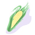 Cobs of yellow corn. Healthy and fresh organic vegetables. Isolated vector illustrations in cartoon style.