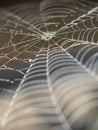 Cobweb