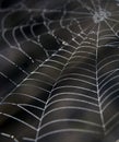 Cobweb