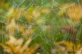 Cobweb