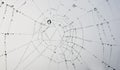 Cobweb Royalty Free Stock Photo