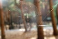 Cobweb in the autumn forest.