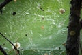 Cobweb on a background of trees. There is a web in the forest. Summer time Royalty Free Stock Photo