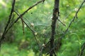 Cobweb on a background of trees. There is a web in the forest. Summer time Royalty Free Stock Photo