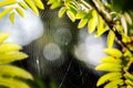 Cobweb on a background of yellow leaves of mountain ash. Beginning of autumn Royalty Free Stock Photo