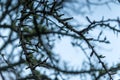 Cobweb on the branches of a tree Royalty Free Stock Photo