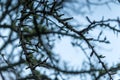 Cobweb on the branches of a tree