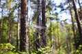 Cobweb on the branches of trees in a pine forest Royalty Free Stock Photo