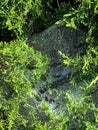 Spider web on the bush Royalty Free Stock Photo