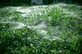 Cobweb on bushes outdoors. Spider web on the bushes in summer Royalty Free Stock Photo