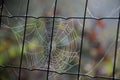 Cobweb on Chain Link Fence Royalty Free Stock Photo