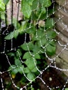 Cobweb or cobweb natural rain dew drops pattern background close-up. Cobweb net texture with morning rain bokeh. Cobweb Royalty Free Stock Photo