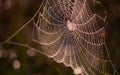 A cobweb covered in dew drops