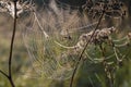 Cobweb at dawn, which is covered with dew drops Royalty Free Stock Photo