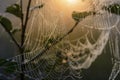 Cobweb at dawn, which is covered with dew drops Royalty Free Stock Photo