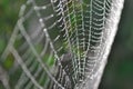 Cobweb with dew