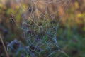 Cobweb in the dew close-up in autumn forest