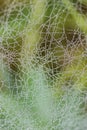 Cobweb dew drop of water Royalty Free Stock Photo