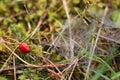 Cobweb dew drop of water Royalty Free Stock Photo