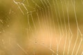 Cobweb dew drops background Royalty Free Stock Photo