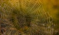 Cobweb with dew drops. Can be used as background Royalty Free Stock Photo