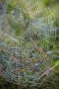 Cobweb with dew drops. Can be used as background Royalty Free Stock Photo