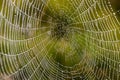 Cobweb with dew drops. Can be used as background Royalty Free Stock Photo